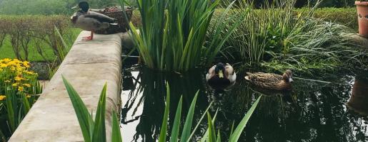 Image of three ducks in a pond
