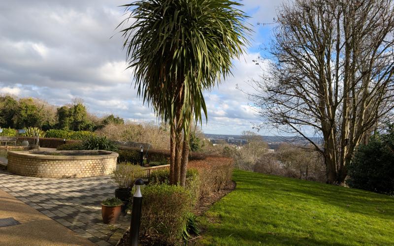 Palm tree in the heights garden